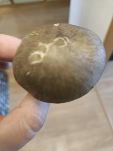 Гриб из Набережные Челны