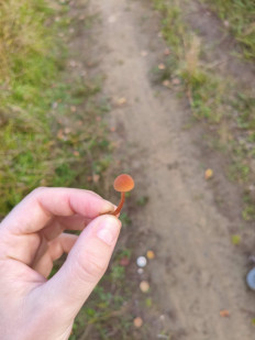 Гриб из Нижневартовск