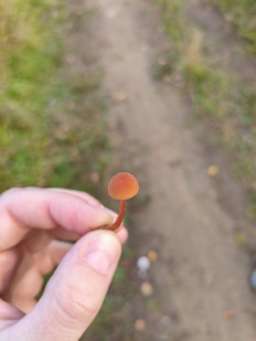 Гриб из Нижневартовск