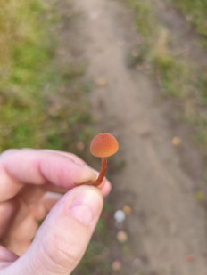 Гриб из Нижневартовск