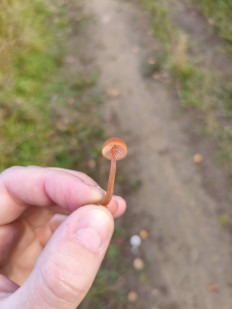 Гриб из Нижневартовск