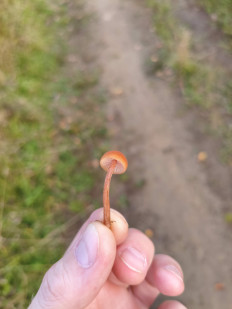 Гриб из Нижневартовск