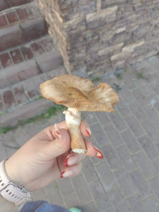 Гриб из Обнинск