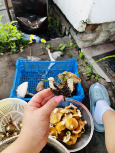 Гриб из Самара