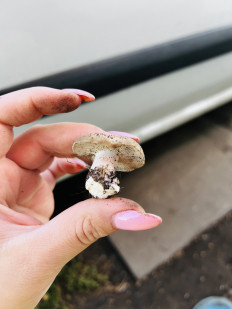 Гриб из Самара