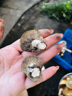 Гриб из Самара