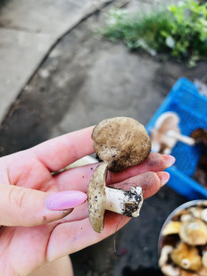 Гриб из Самара