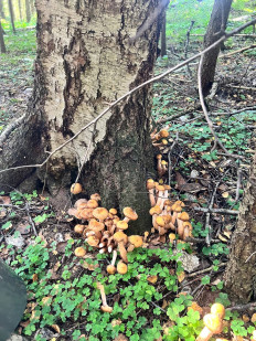 Гриб из Москва