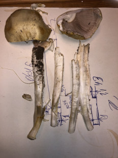 Гриб из Подмосковье