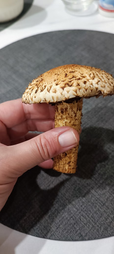 Гриб из Тюмень