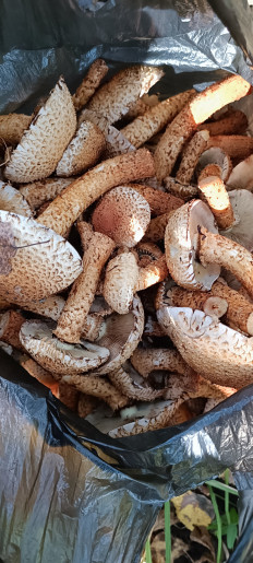 Гриб из Тюмень