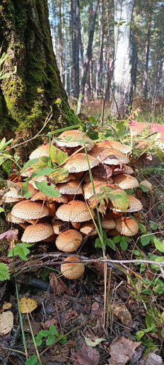 Гриб из Тюмень