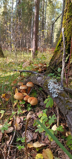 Гриб из Тюмень