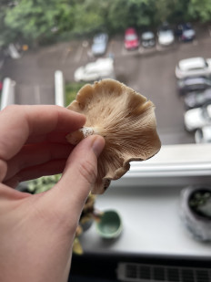 Гриб из Калининград