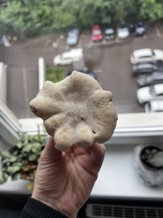 Гриб из Калининград