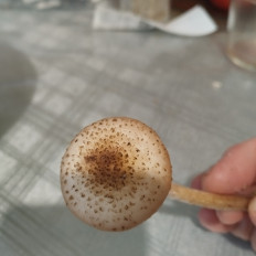 Гриб из Санкт Петербург