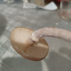 Гриб из Санкт Петербург