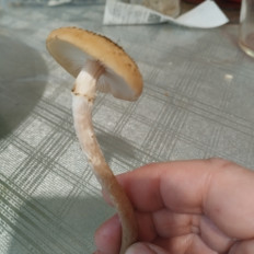 Гриб из Санкт Петербург