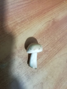 Гриб из Каменск - Уральский