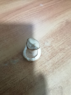 Гриб из Каменск - Уральский