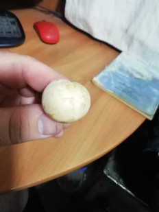 Гриб из Каменск - Уральский