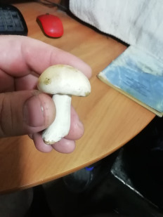 Гриб из Каменск - Уральский