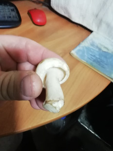 Гриб из Каменск - Уральский