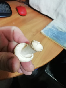 Гриб из Каменск - Уральский