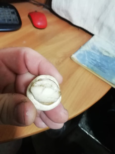 Гриб из Каменск - Уральский