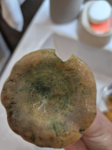 Гриб из Казань