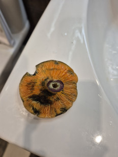 Гриб из Казань