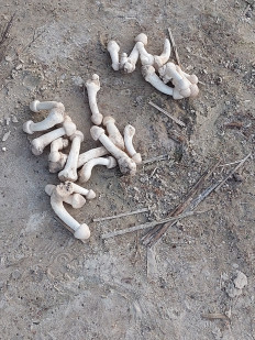 Гриб из Воронеж