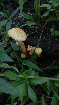 Гриб из Поселок дунай