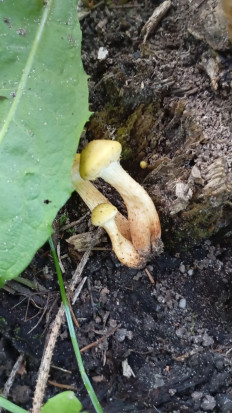 Гриб из Поселок дунай