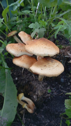 Гриб из Поселок дунай