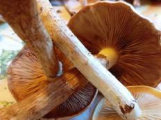 Гриб из Поселок дунай