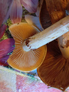 Гриб из Поселок дунай