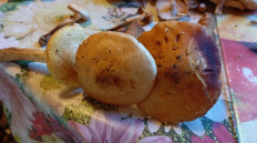 Гриб из Поселок дунай