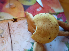 Гриб из Поселок дунай