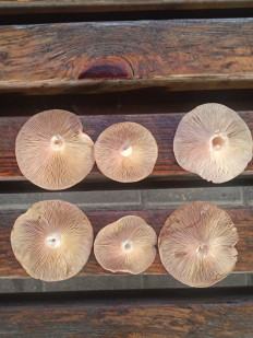 Гриб из Звенигород