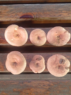 Гриб из Звенигород