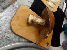 Гриб из Советск