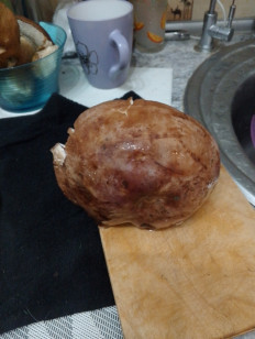 Гриб из Советск