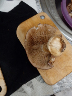 Гриб из Советск