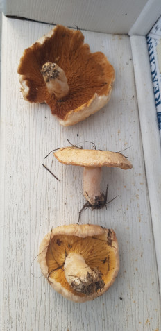 Гриб из Нижний Новгород