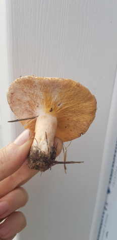 Гриб из Нижний Новгород