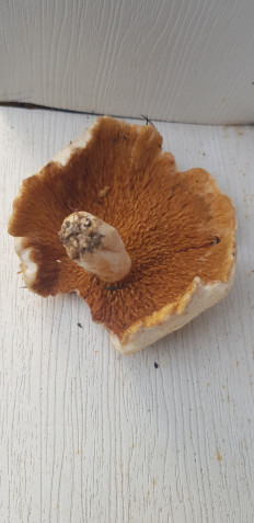 Гриб из Нижний Новгород