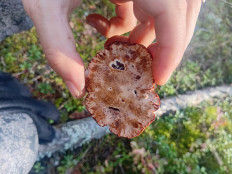 Гриб из ЛО, Петяярви