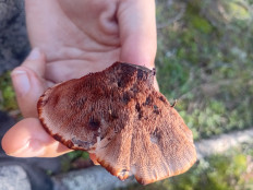 Гриб из ЛО, Петяярви