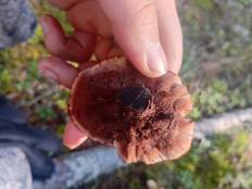 Гриб из ЛО, Петяярви